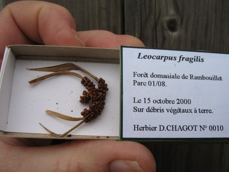 2008 03  Atelier myxomycètes 09